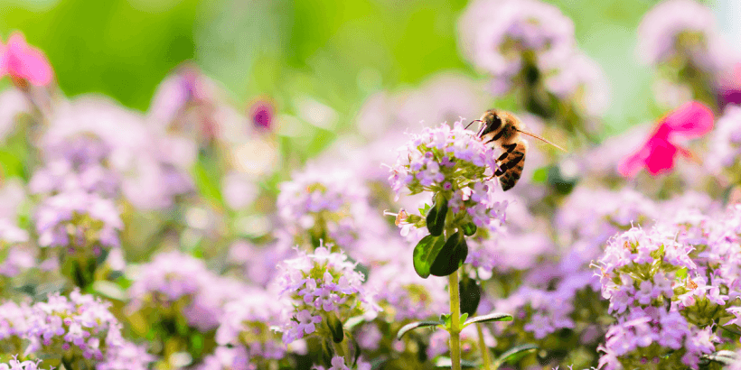Bienenfreundliche Balkon- und Terrassenbepflanzung: Tipps und Top-Pflanzen für ein summendes Paradies