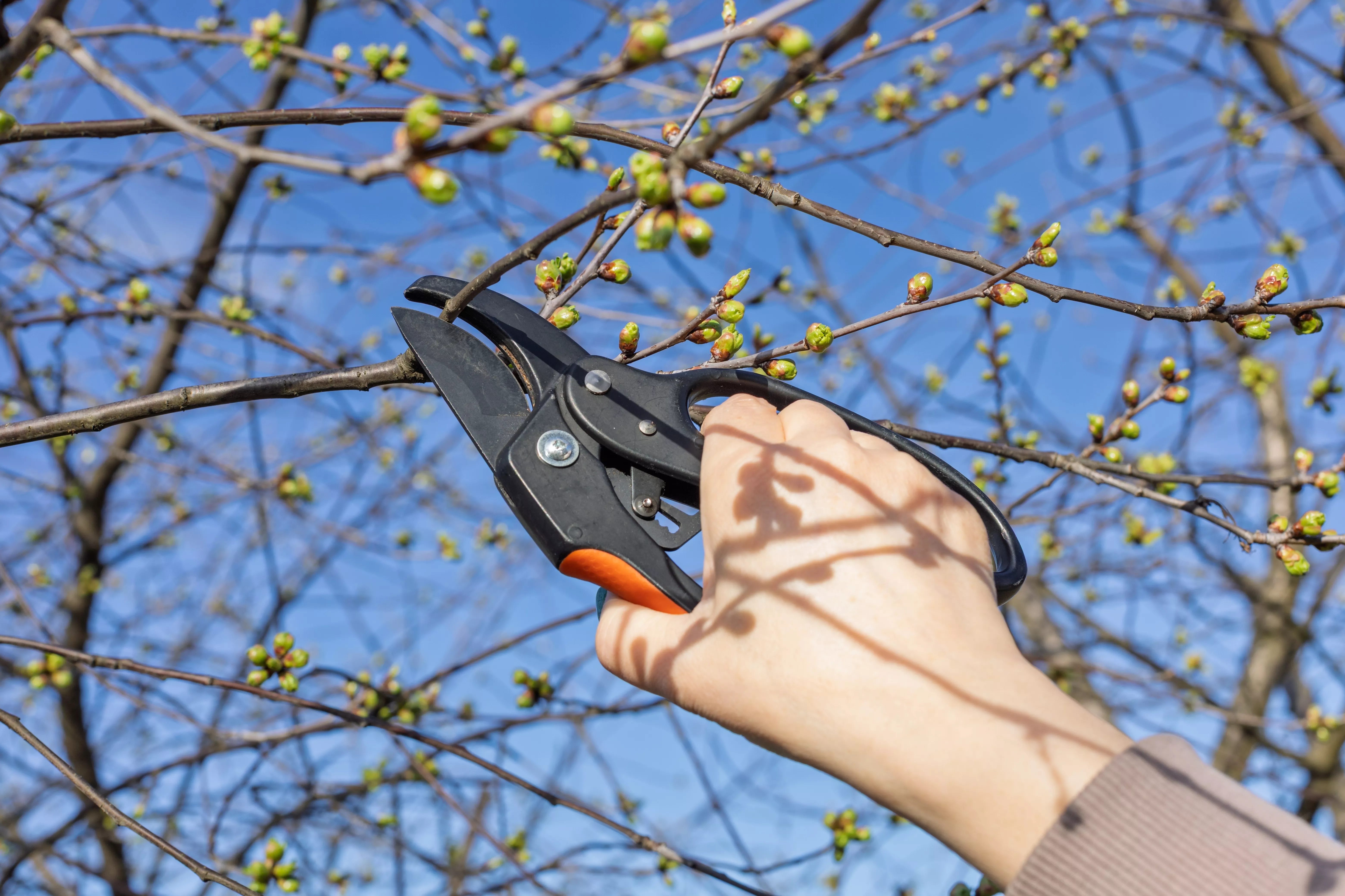 shutterstock 2588217597