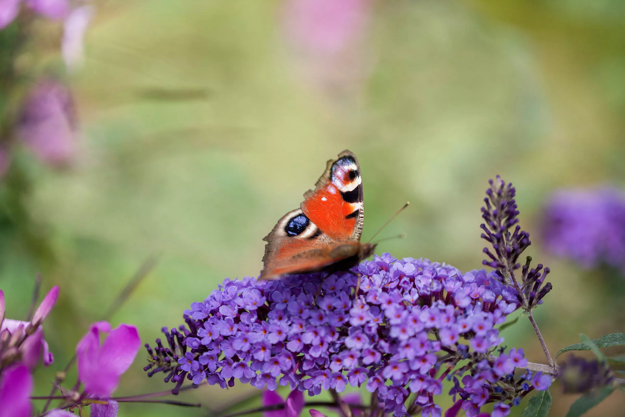 GS425995 jpg zCfr0e vMatLR6VjwCUA Q9mudcLfoK