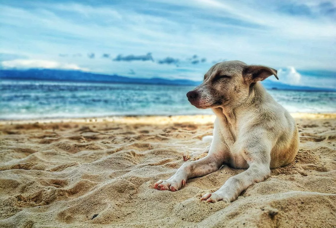 Hund am Strand