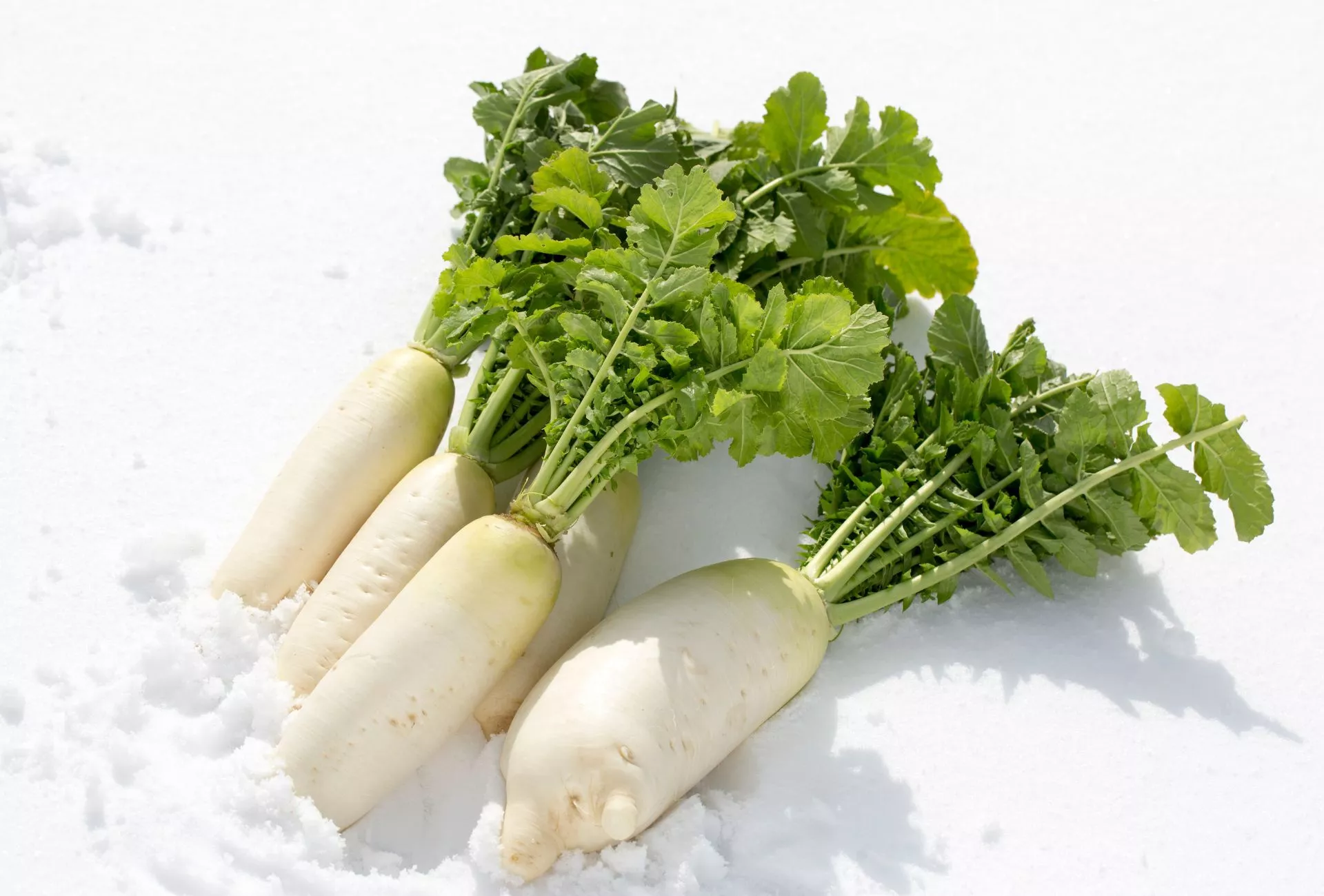 Winterrettich