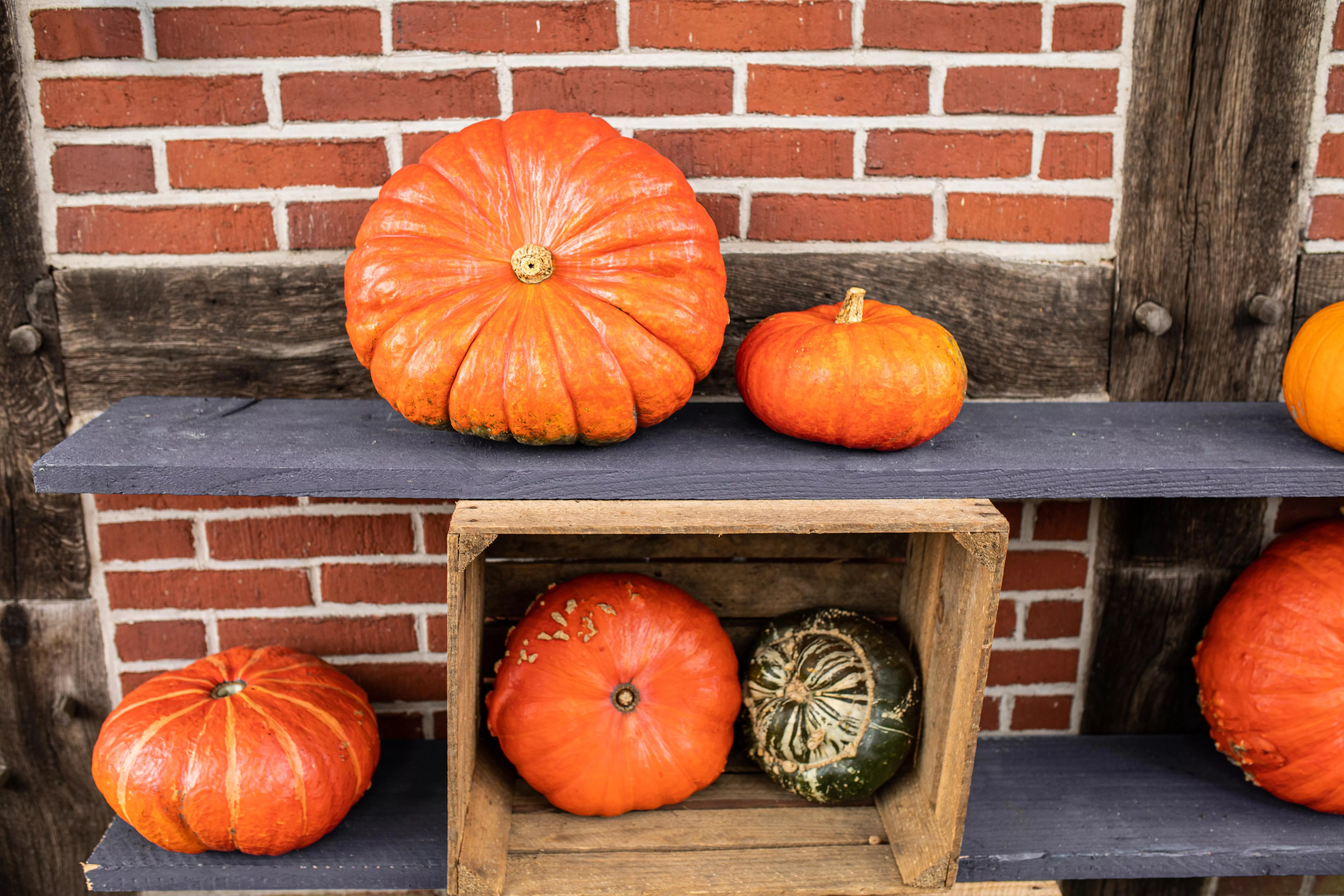 GS675435 Kürbisse im Ambiente