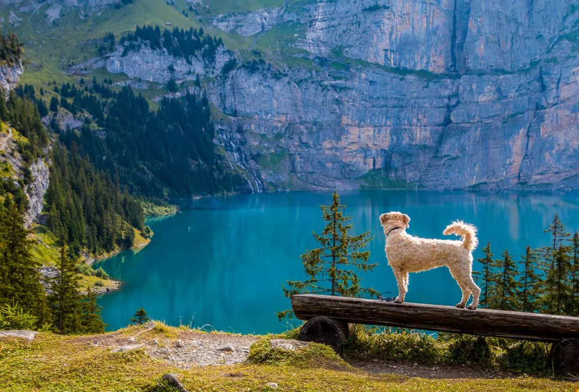 Hund Bergsee