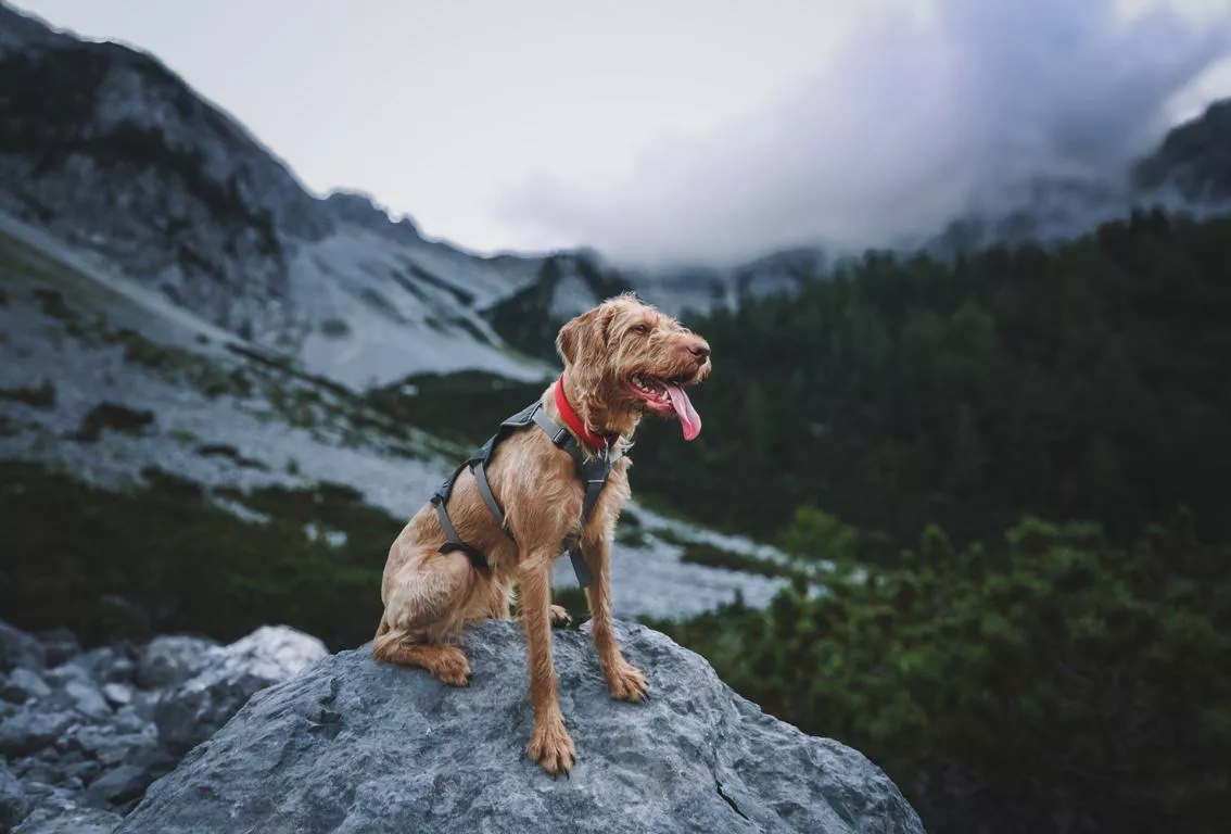 Hund in den Bergen