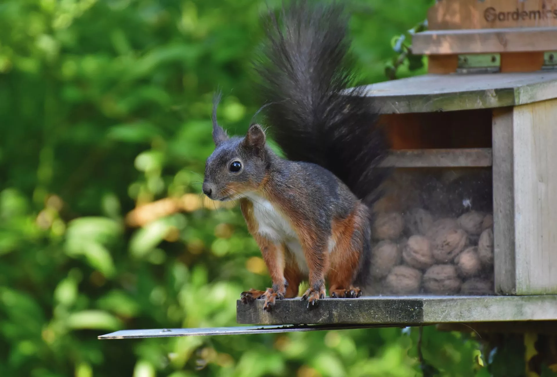Eichhörnchen Futterhaus (4)