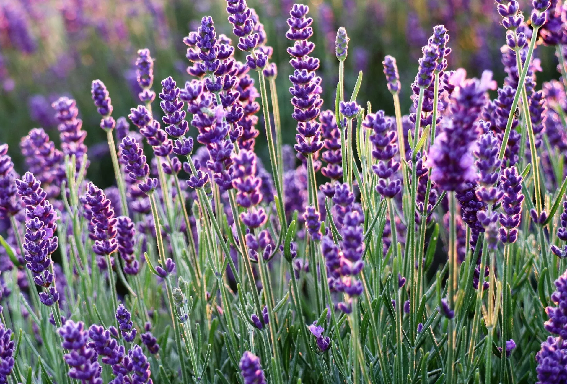 Lavendel