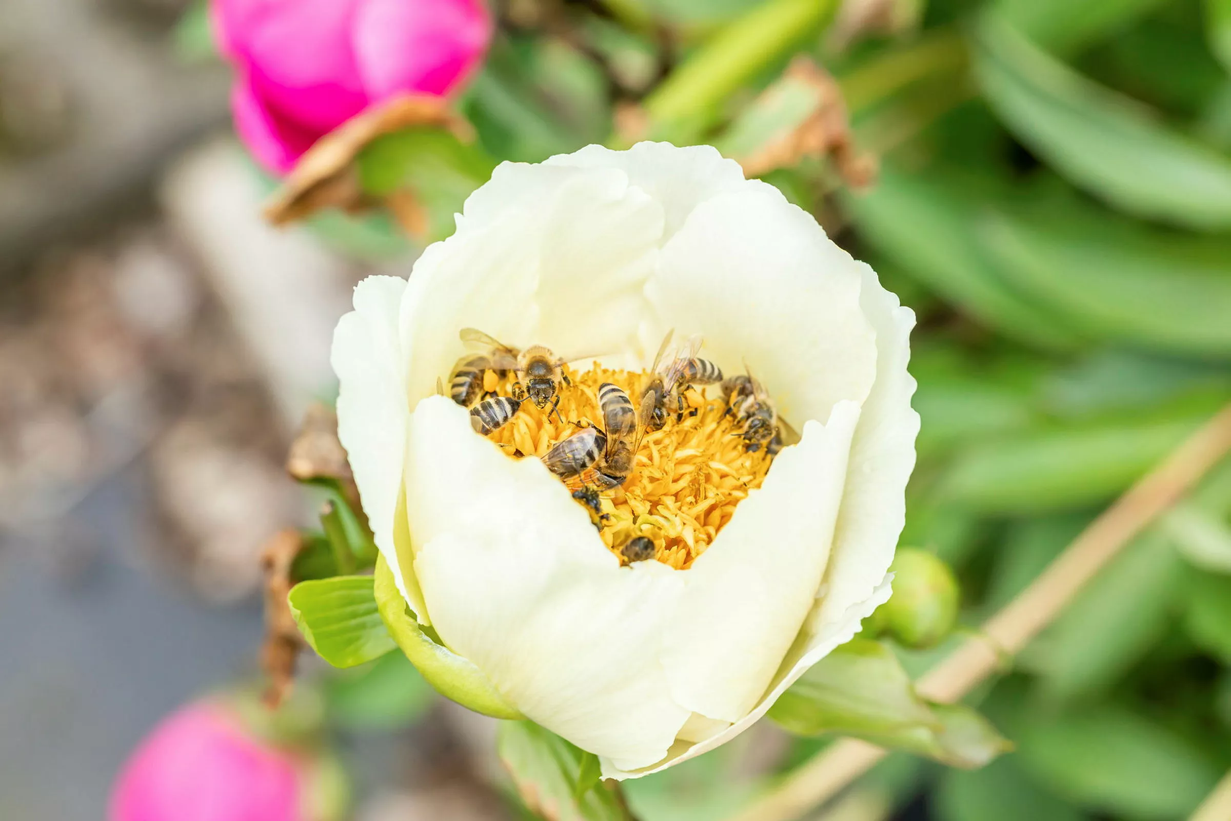 GS908848 jpg zCeF5fLvMZNX16VjwCUA kr46x6m93I