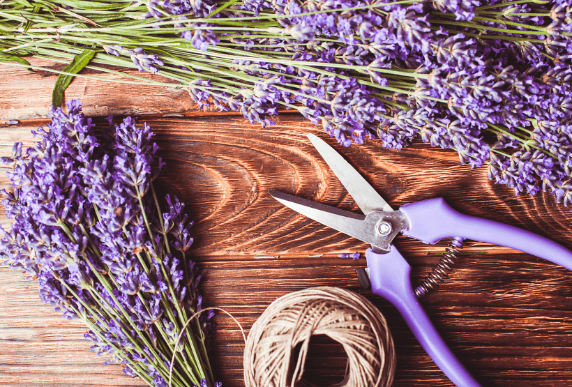 Lavendel – jetzt ist die perfekte Zeit für den Sommerschnitt!