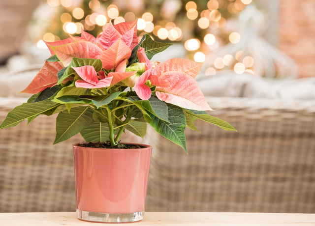 Der Königin der Weihnacht: So pflegen Sie Ihren Weihnachtsstern richtig!