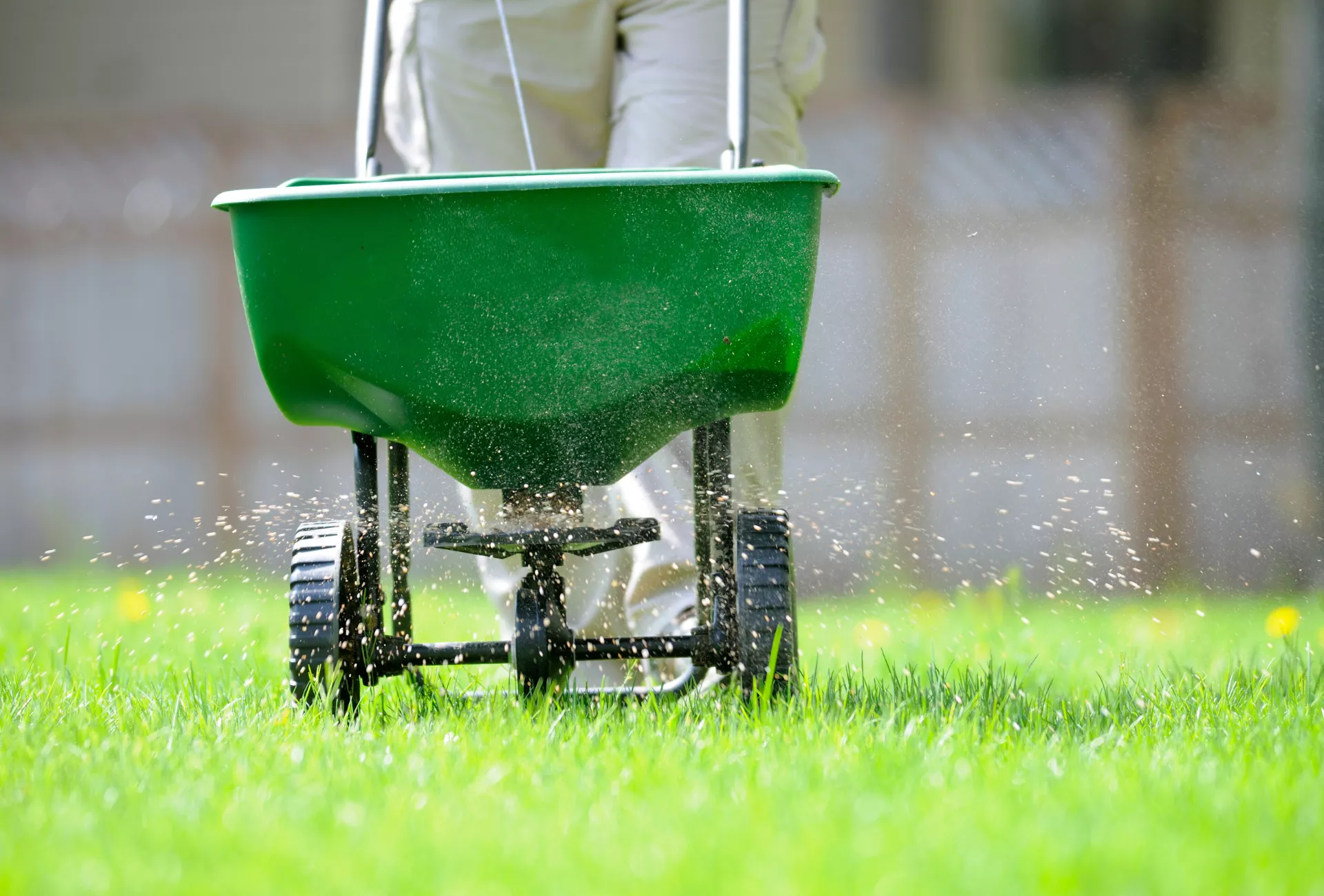 Rasen düngen