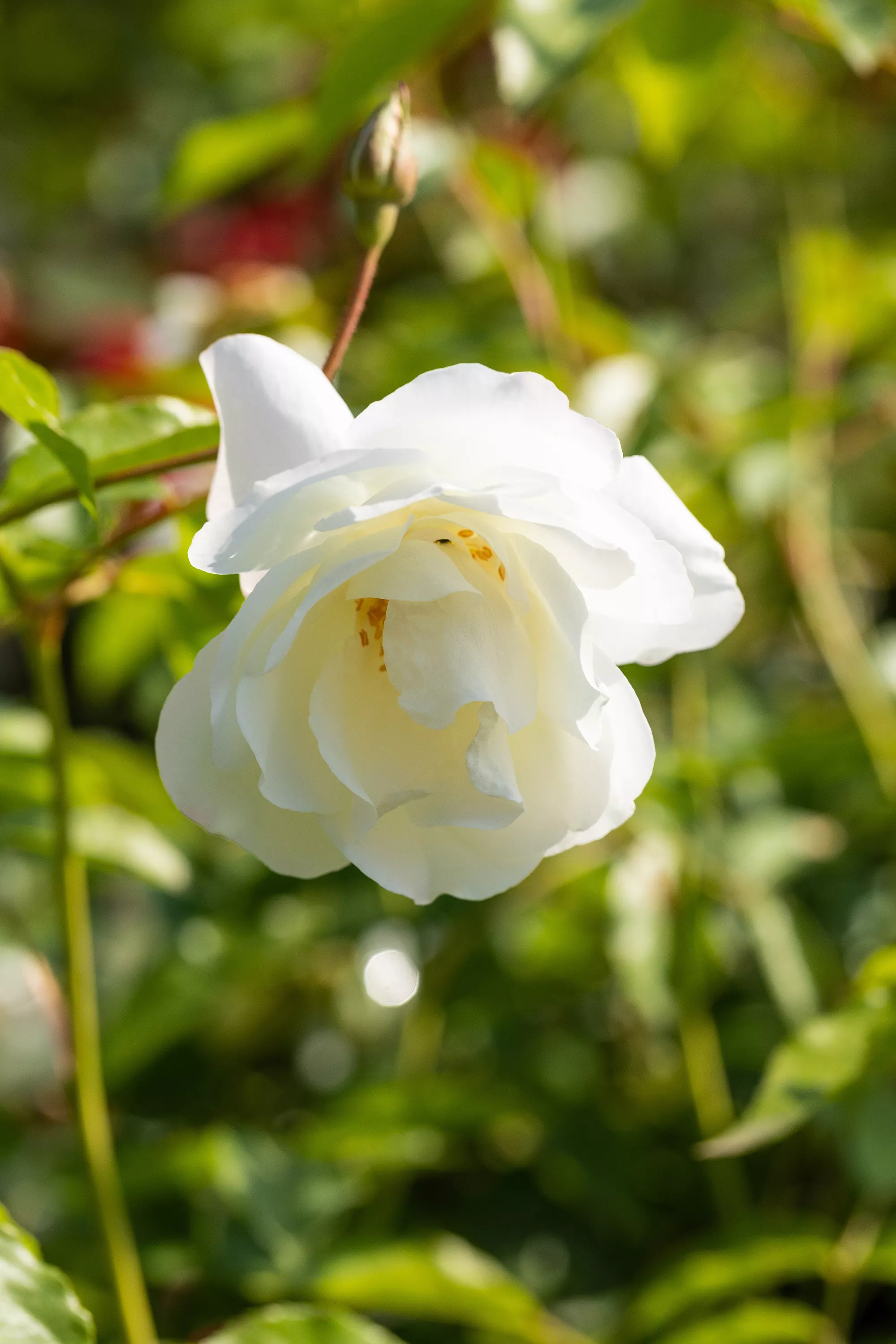 Strauchrose GS885637