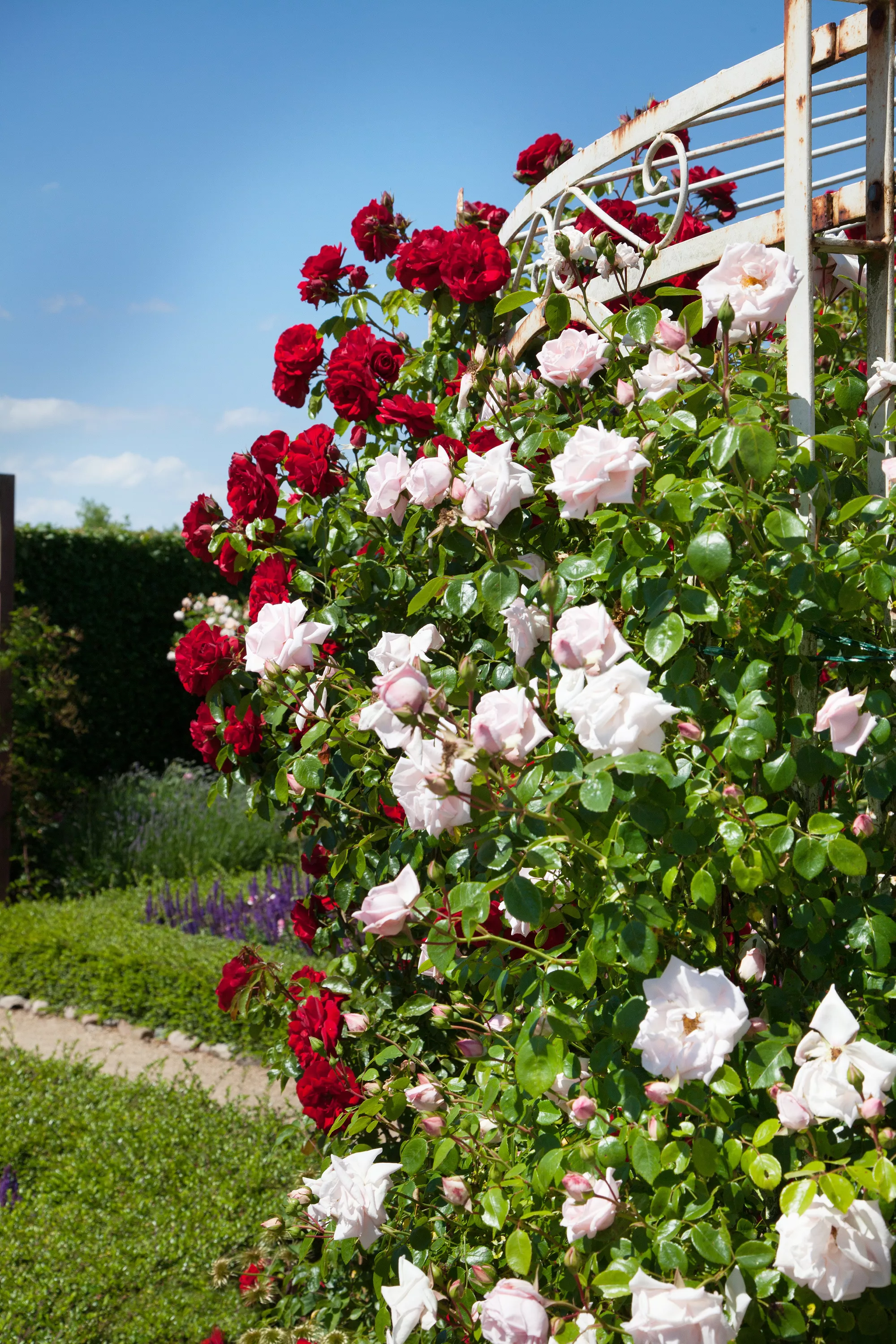 KLetterrose Bogen GS444922