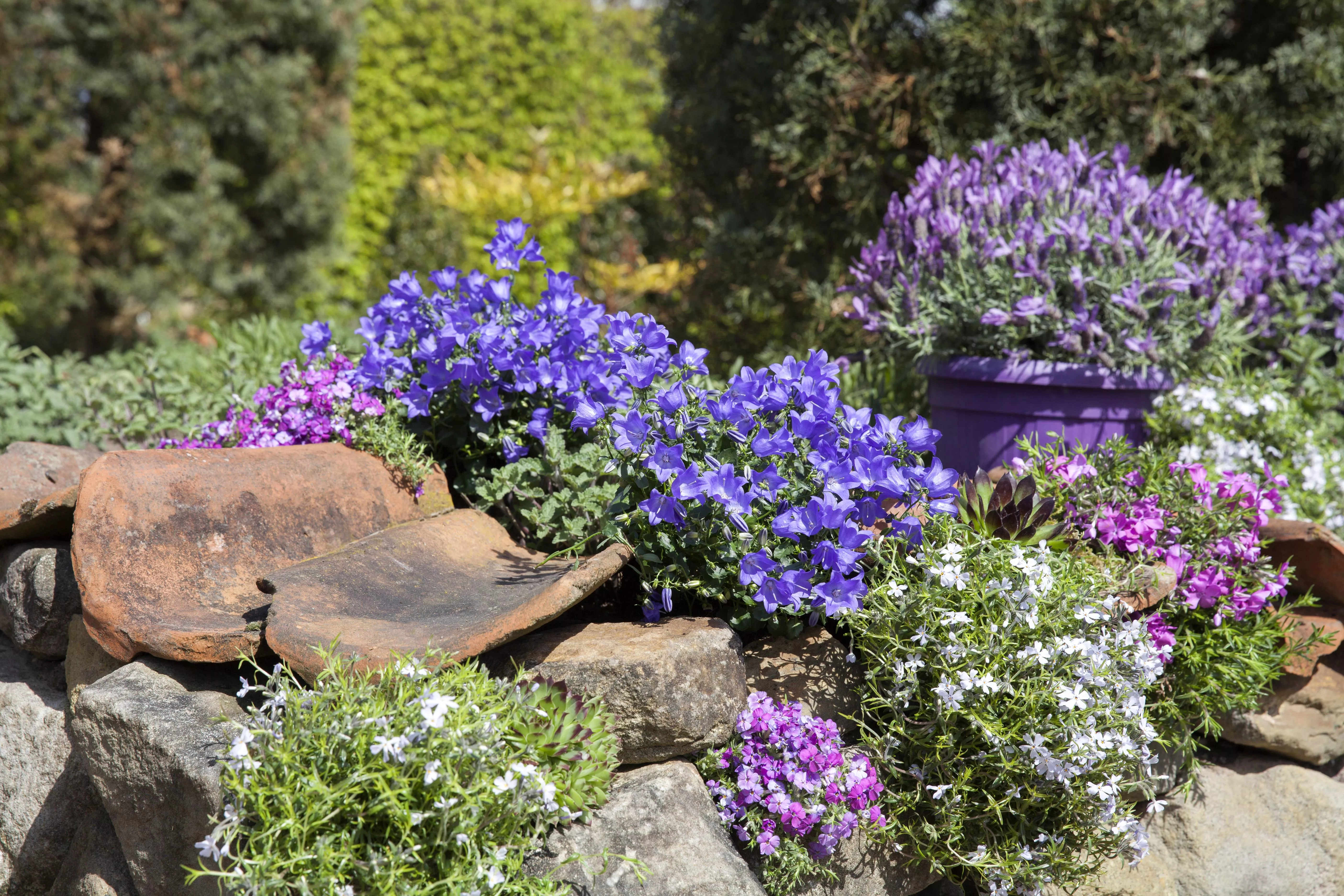 GS489620 Mauerbepflanzung mit Campanula und Phlox