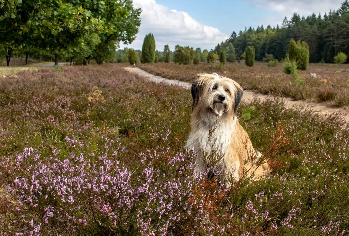 Hund Heide