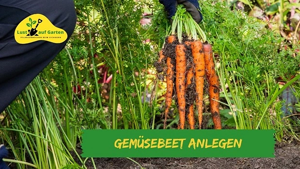 1Gemüsebeetanlegen