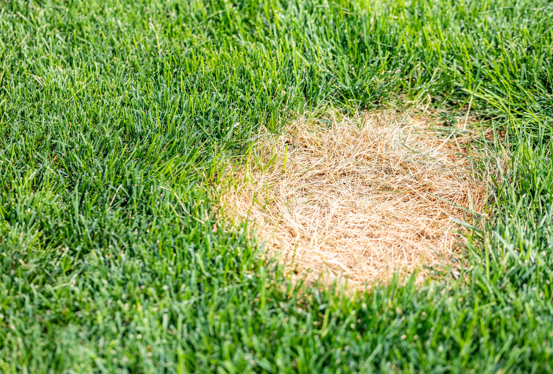 Rasenkrankheit