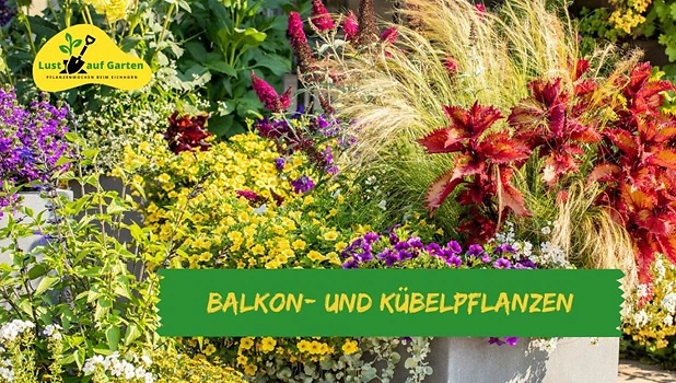 1Balkon und Kübelpflanzen