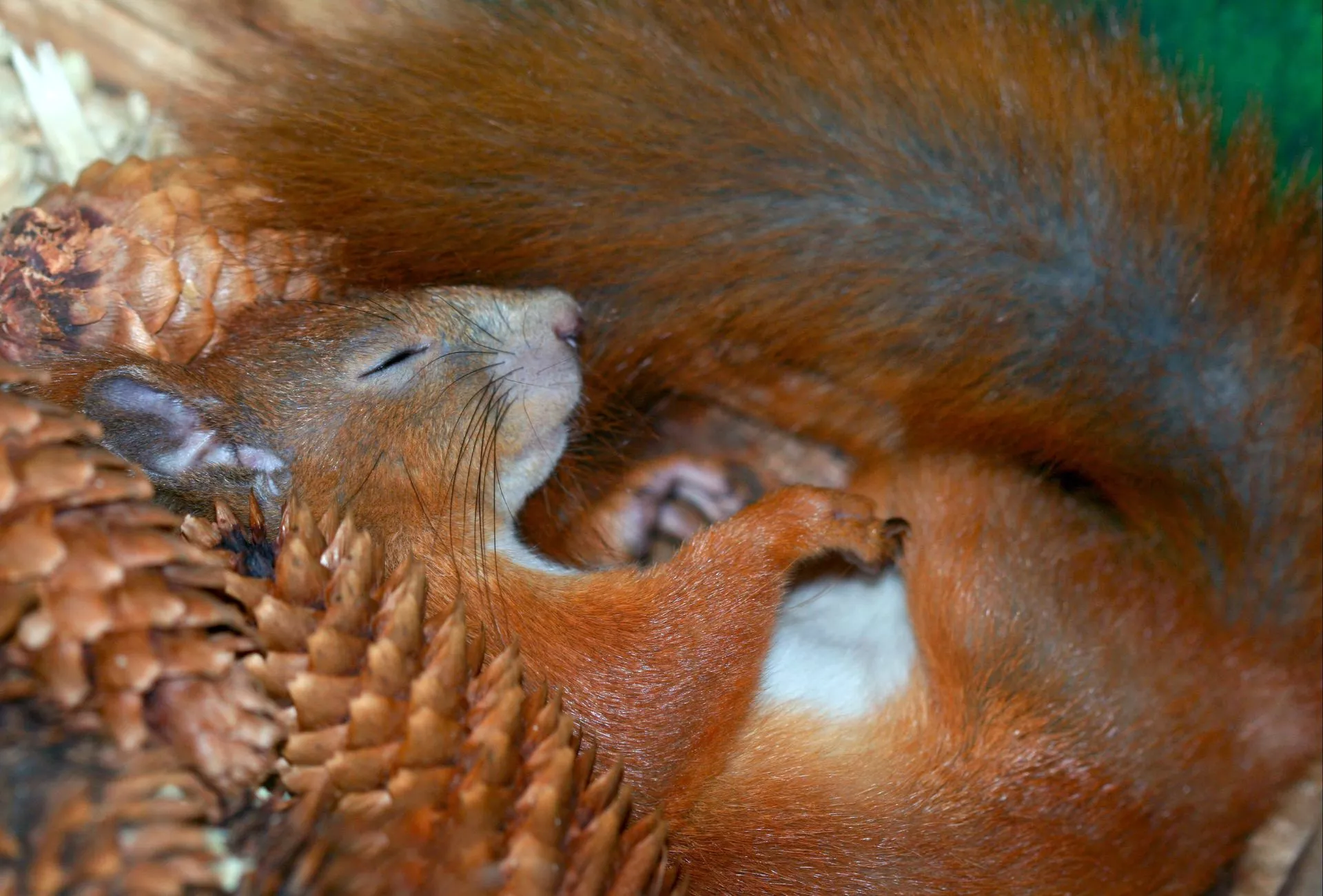 Eichhörnchen schläft