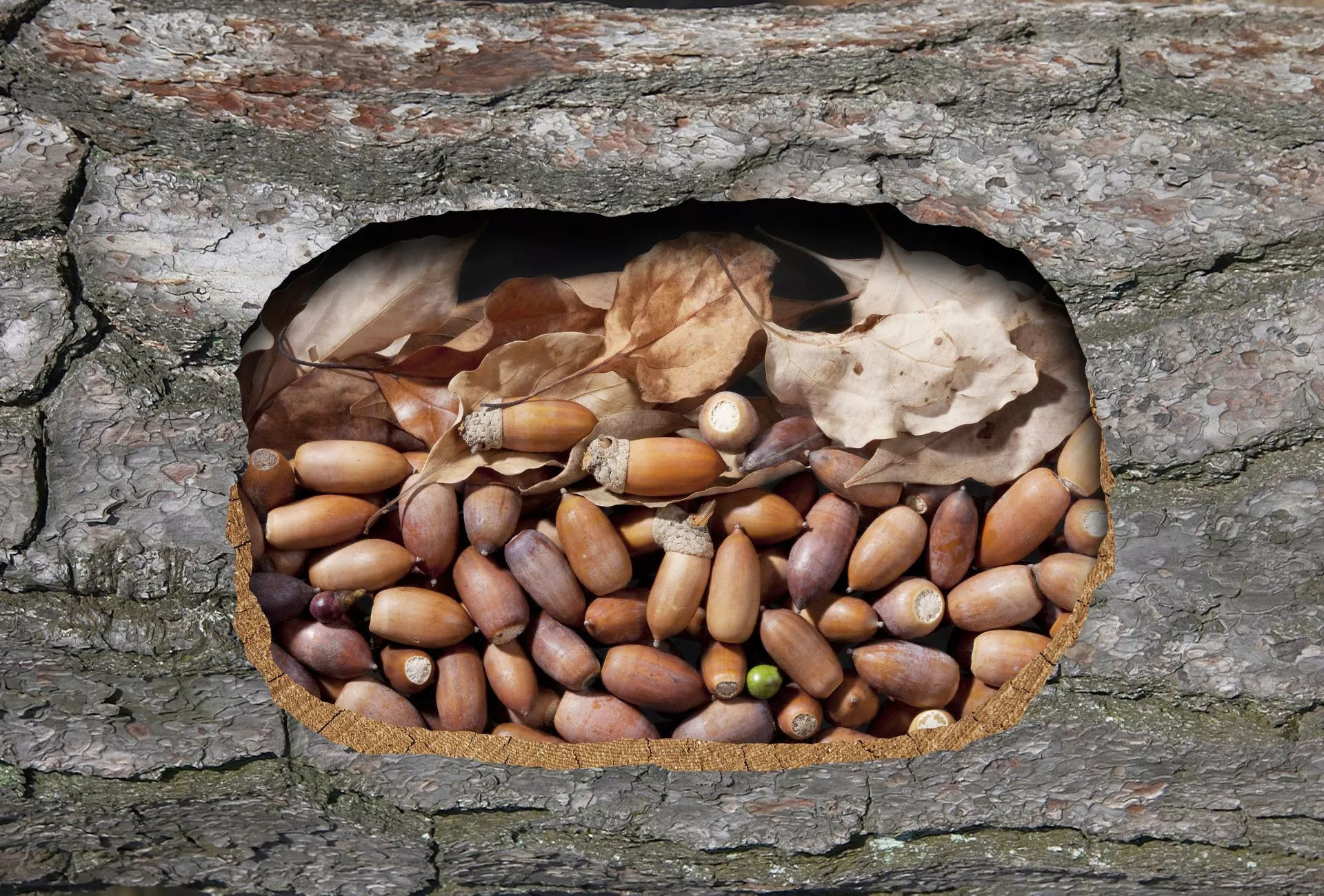 Eichhörnchen Nusslager