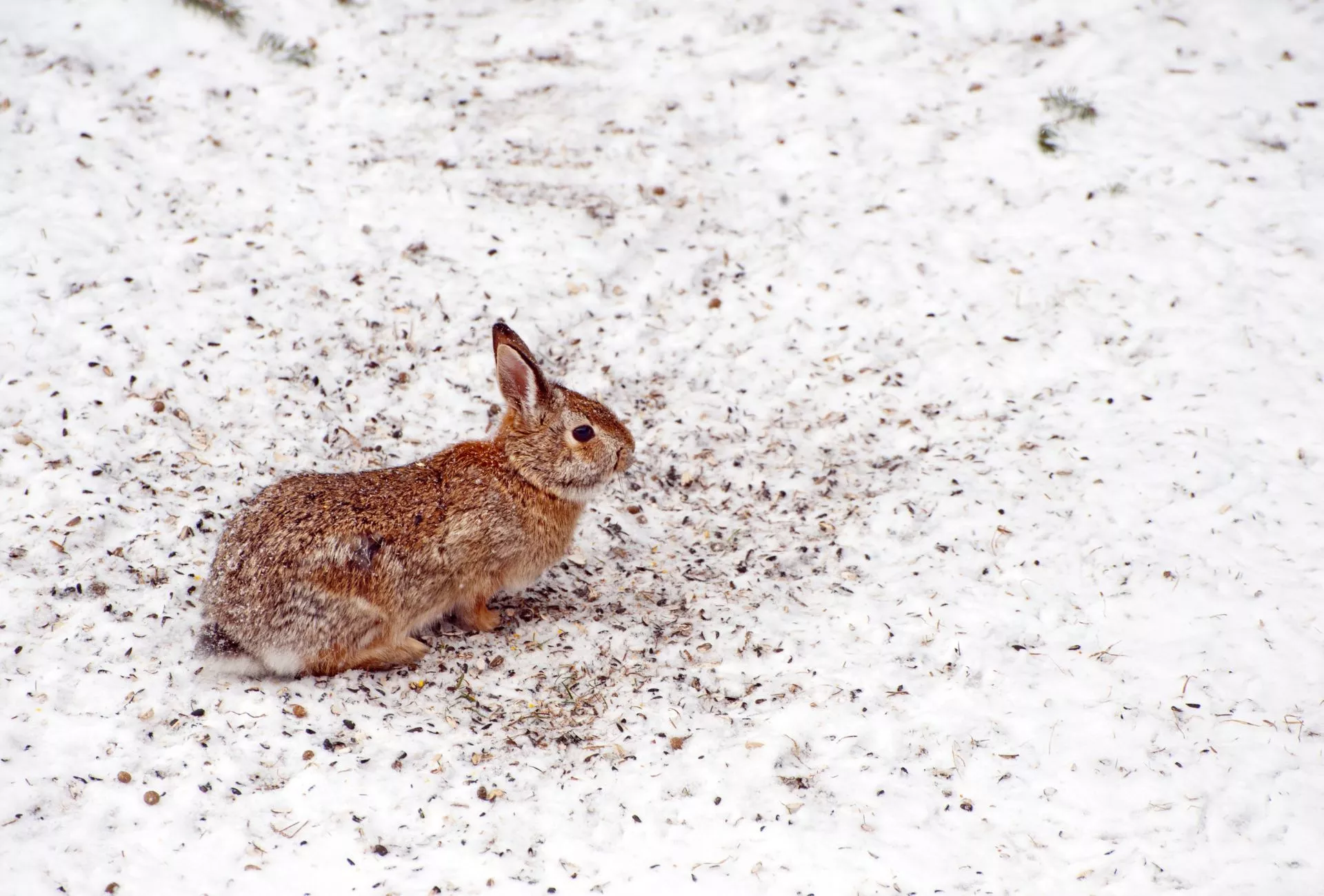 Hase im Schnee (3)