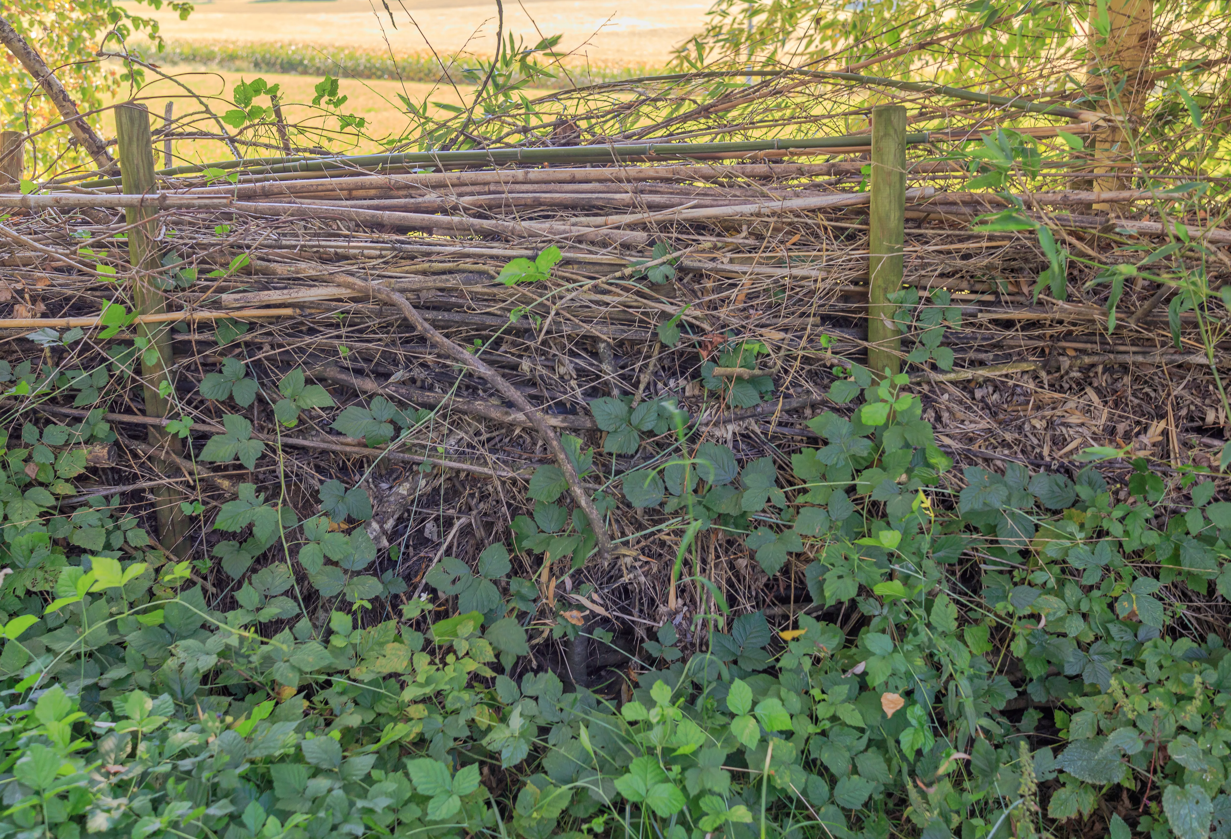 Benjeshecke shutterstock 1814702123