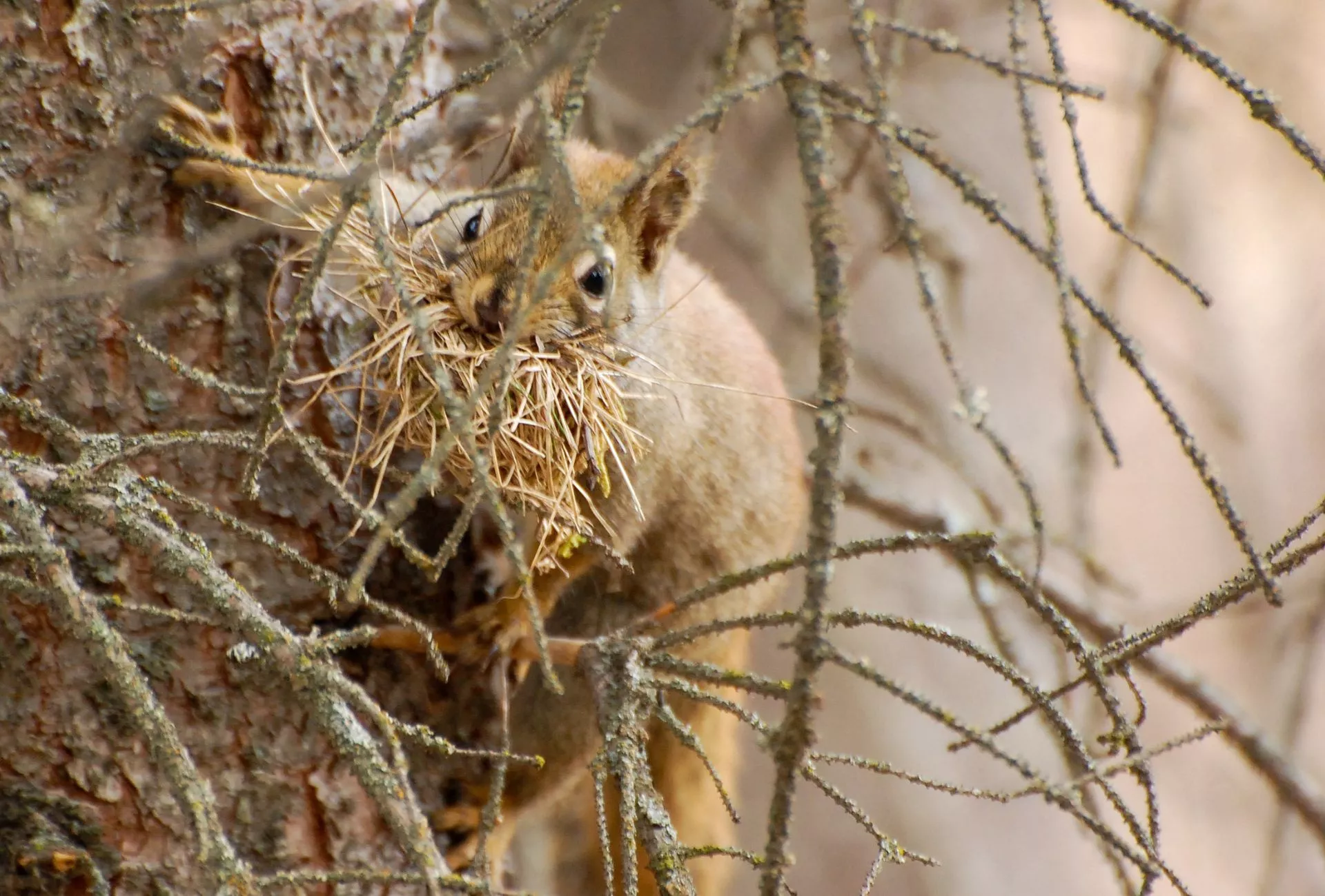 Eichhörnchen Nistmaterial