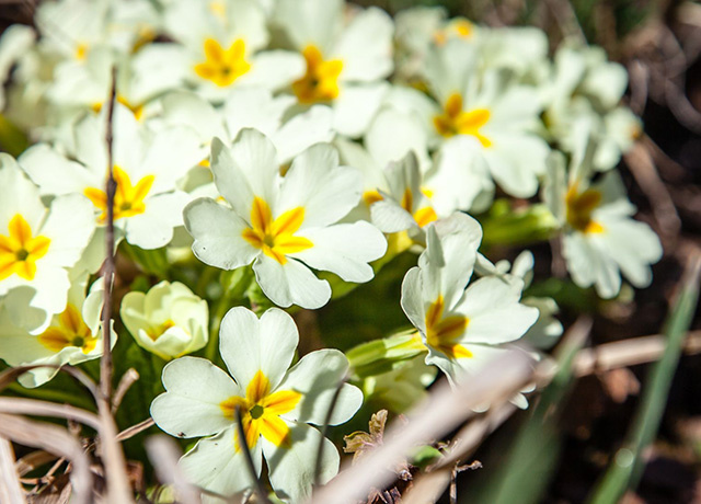 Frühblüher: Die ersten Boten des Frühlings