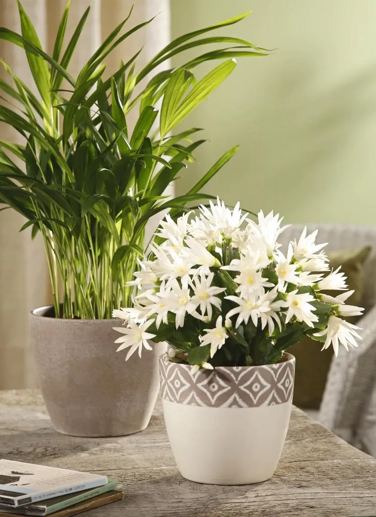 920/16 &Uuml;BERT&Ouml;PFE CATALONIA