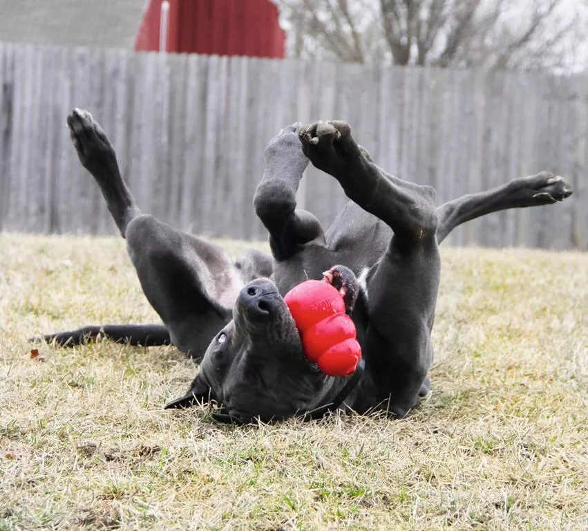 KONG Original Extra Large rot