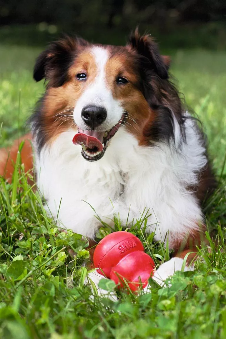 KONG Original Extra Large rot