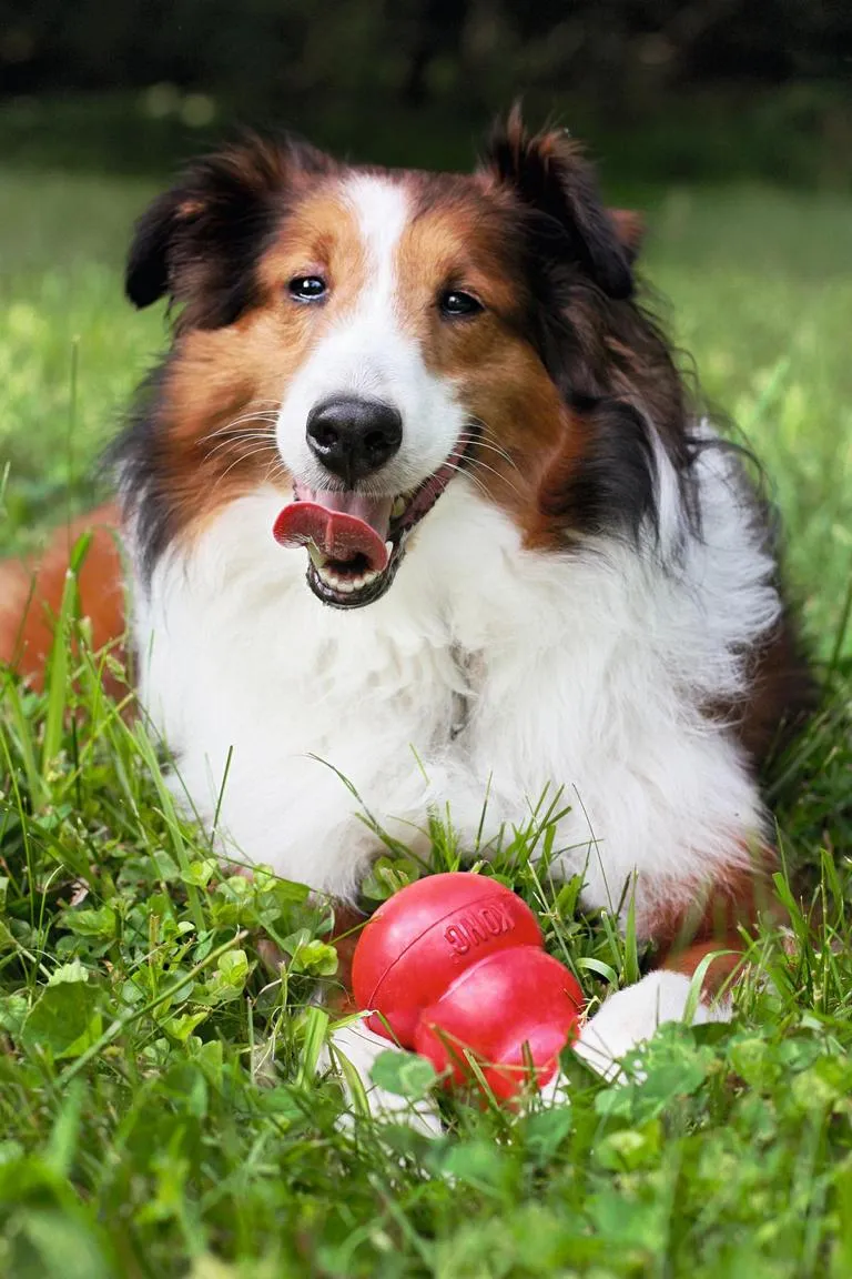 KONG Original Extra Large rot