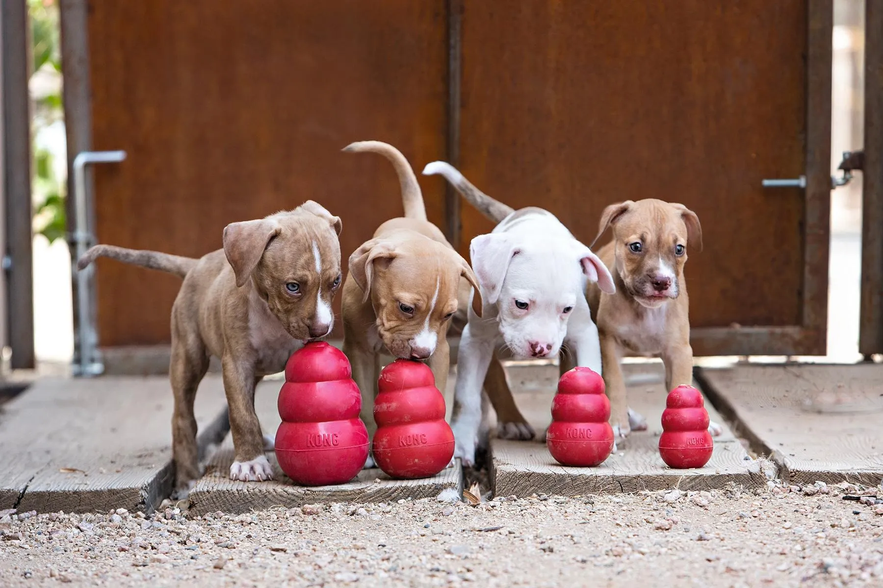 KONG Original Extra Large rot