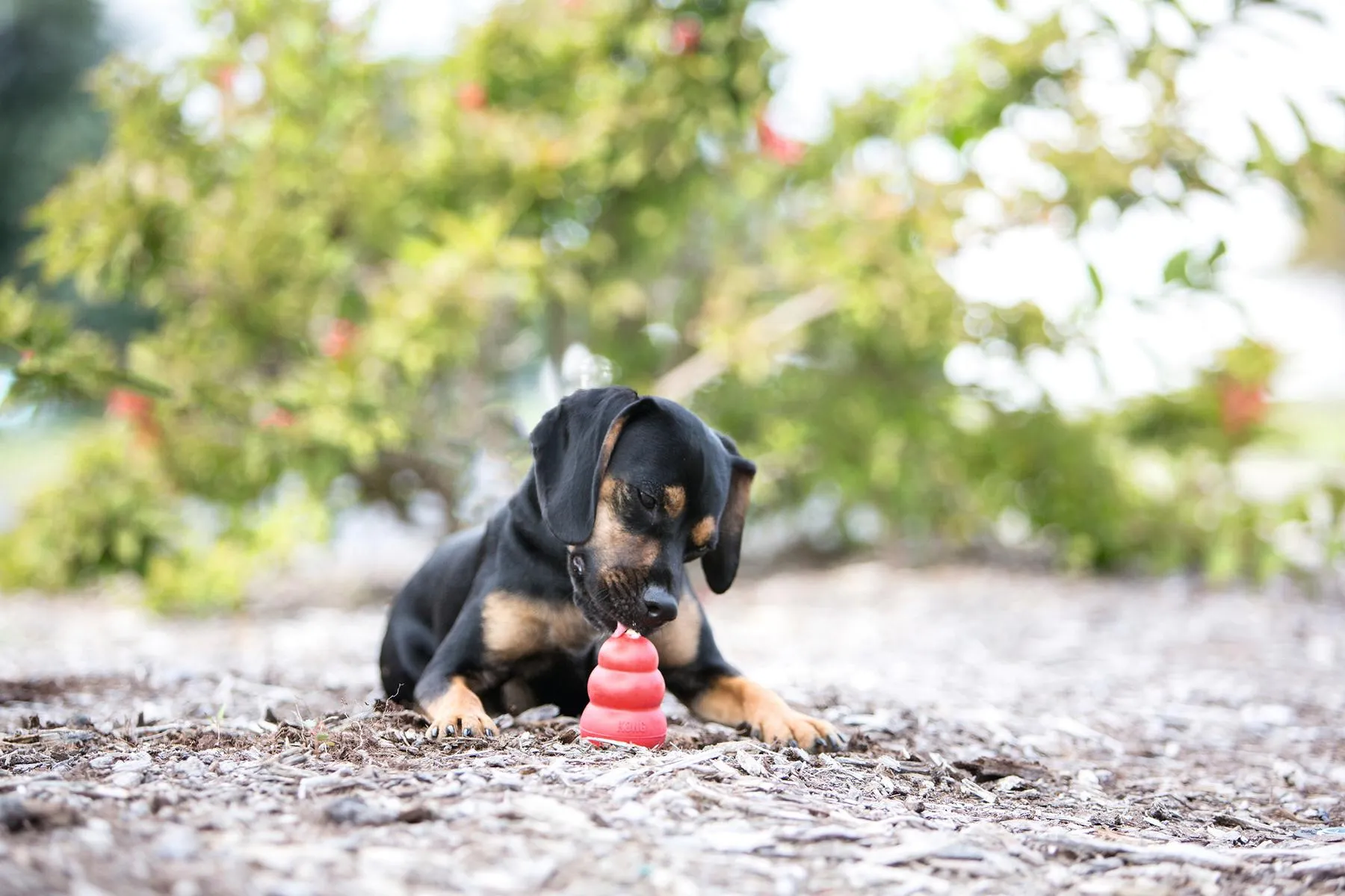 KONG Original Extra Large rot