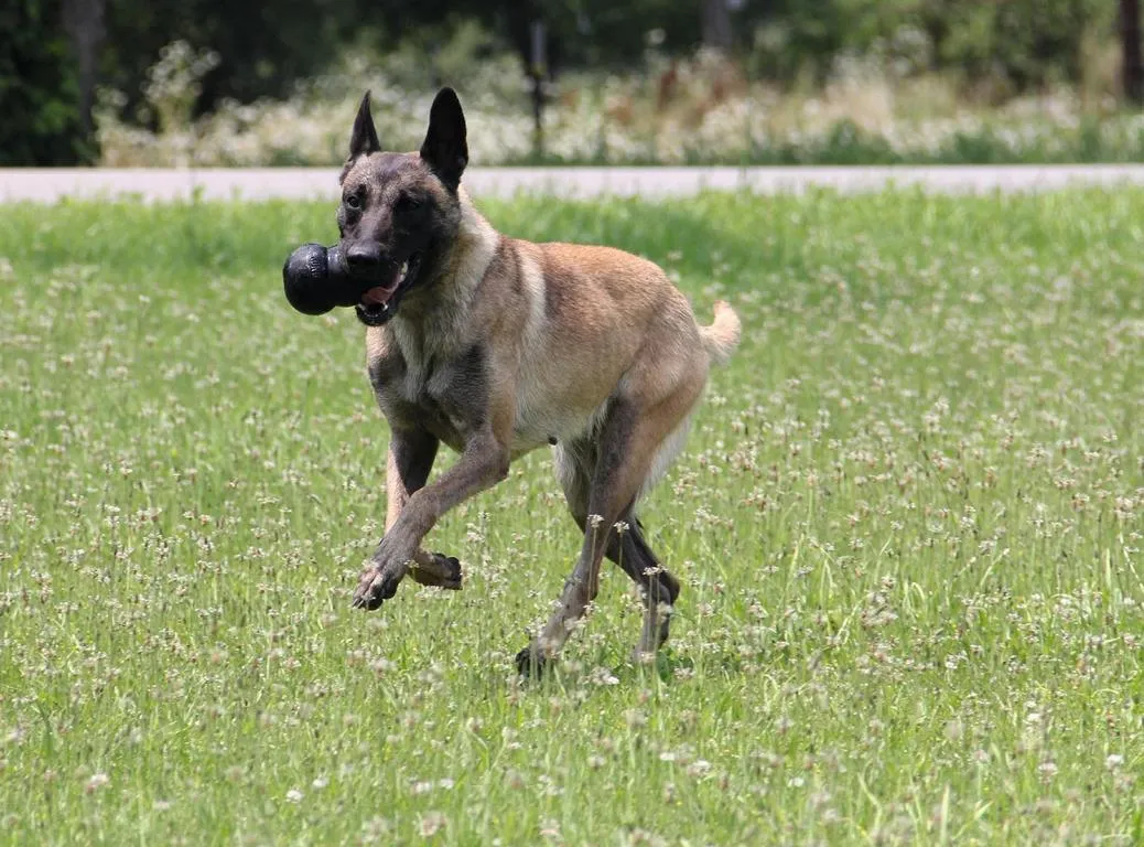 KING KONG Large schwarz