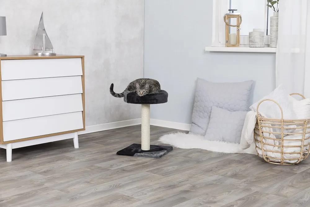 Kratzbaum EUROPA, Langhaar 36