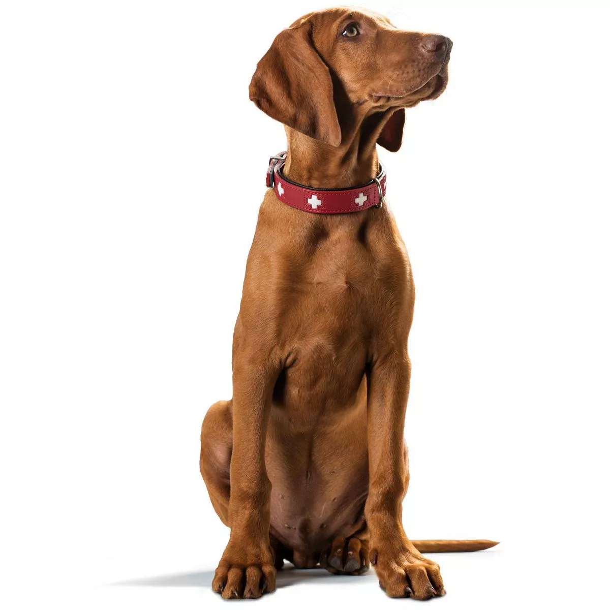 Halsband Swiss nickel Gr.42