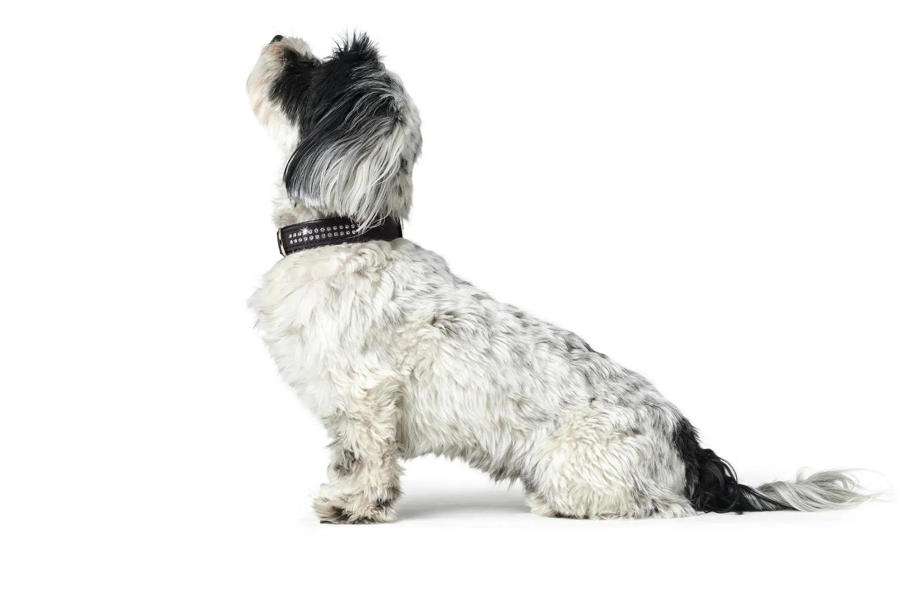 Halsband Softie Deluxe45 Nick.