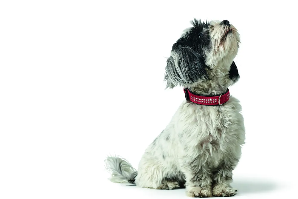 Halsband Softie Deluxe, 40