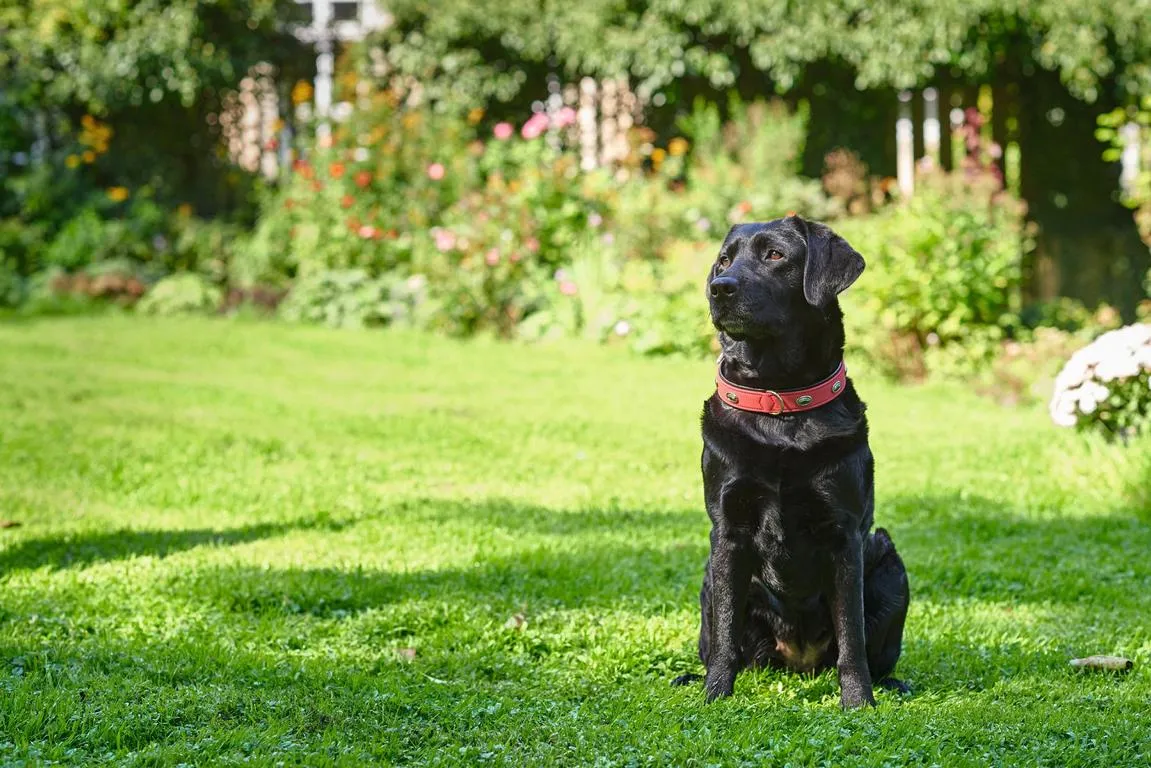 Halsband Softie Stone45 nickel