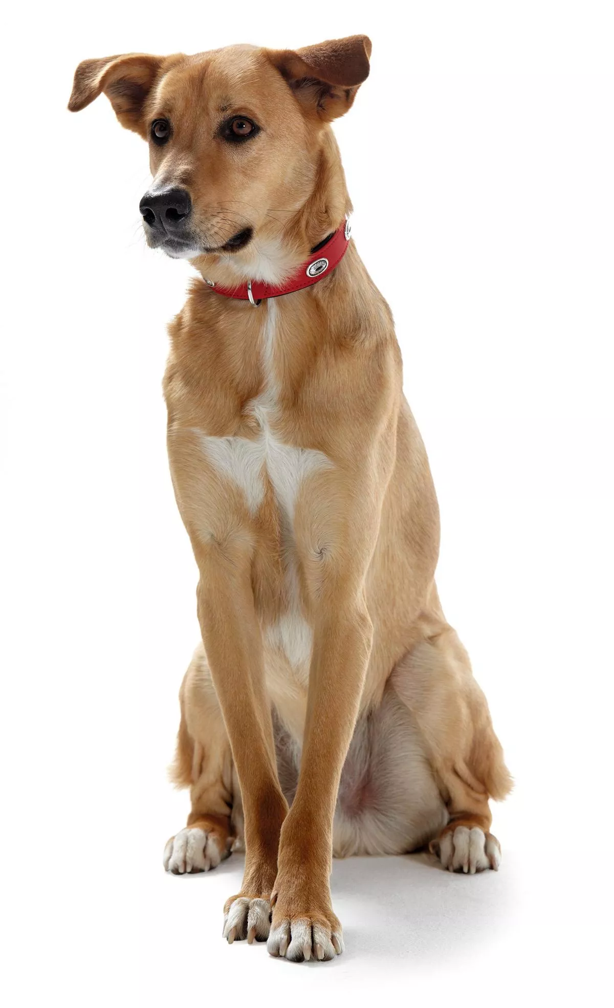 Halsband Softie Stone50 nickel