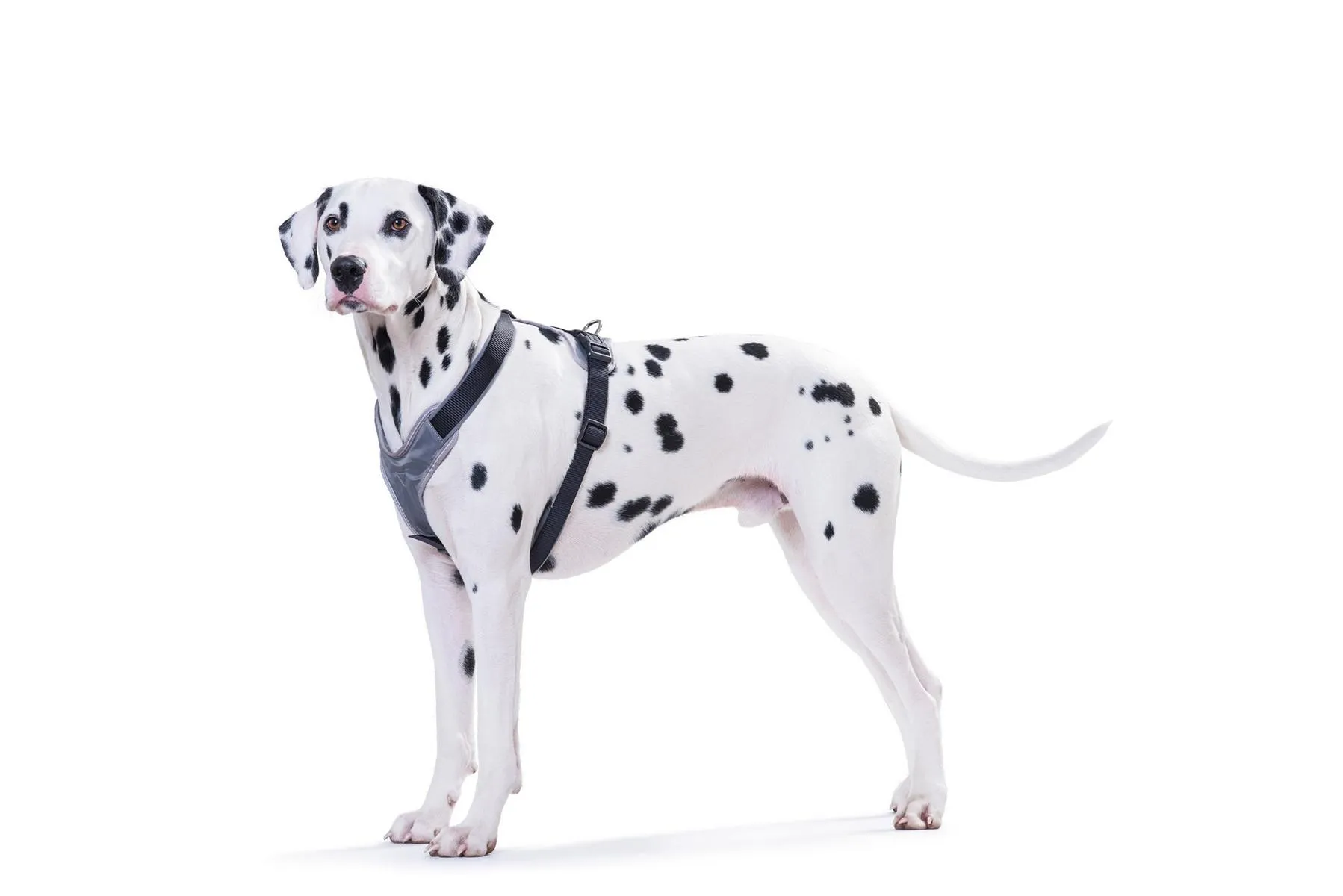 Geschirr Neopren L 60-76 cm