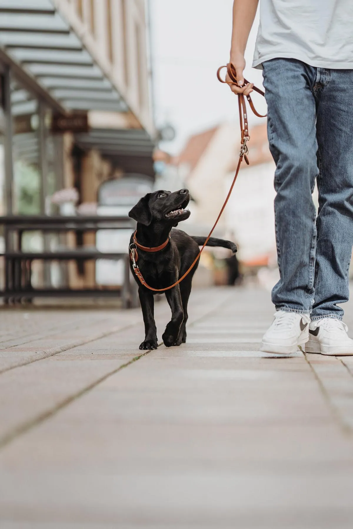 Halsband Aalborg, 52