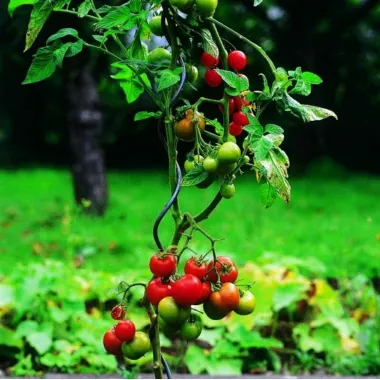 Tomatenspiralstab Classic