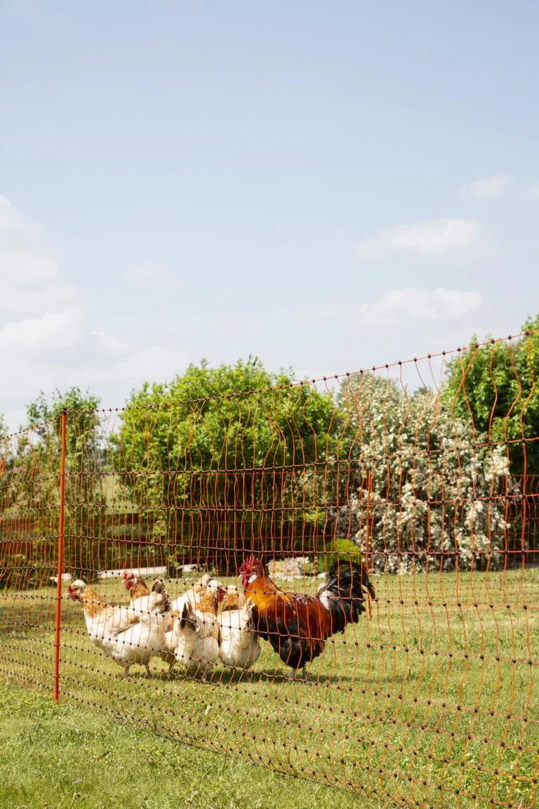 Gefl&uuml;gelnetz 50mtr., 106cm