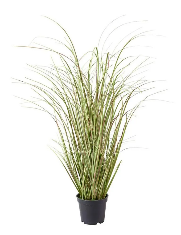 Gras im Topf 70cm Zwiebelgras