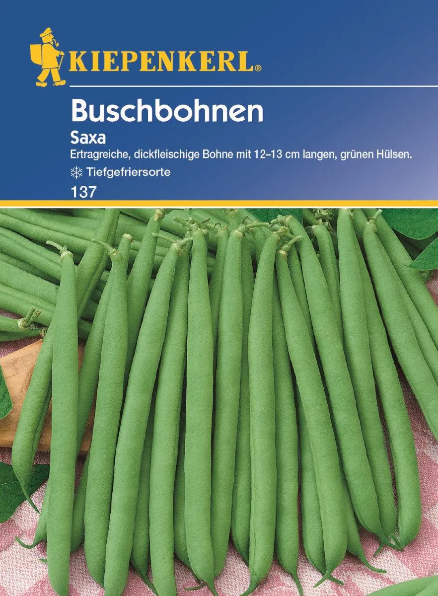 Buschbohne Saxa