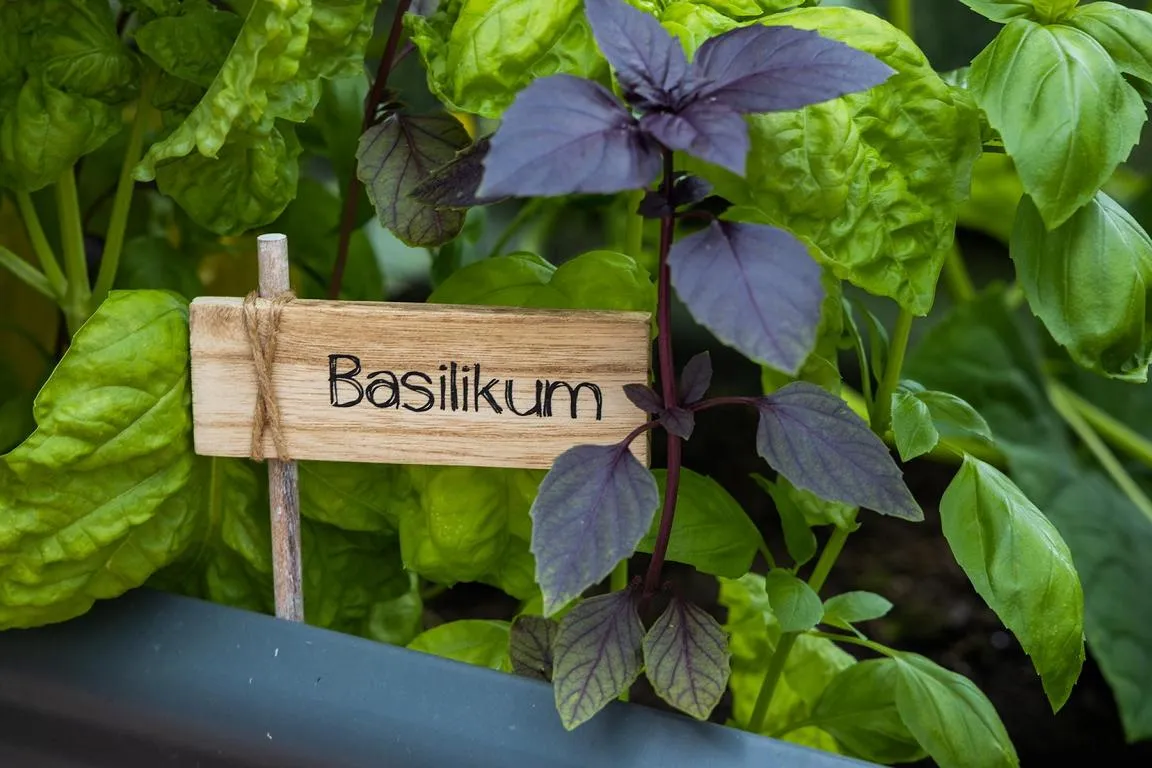 Topfstecker Kr&auml;uter, 6 sort.,