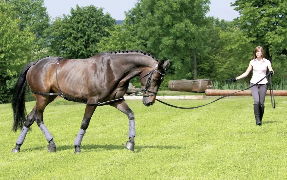 USG Longier/Trainingssystem Vollblut/War