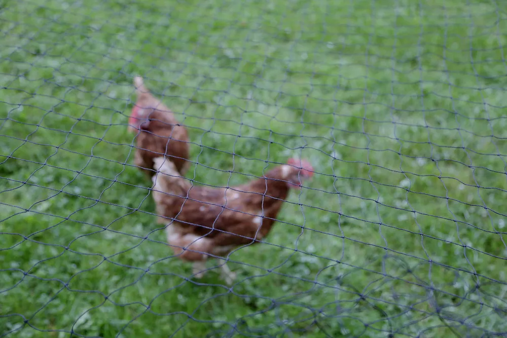 Gefl&uuml;gelschutznetz 5 x 10 m