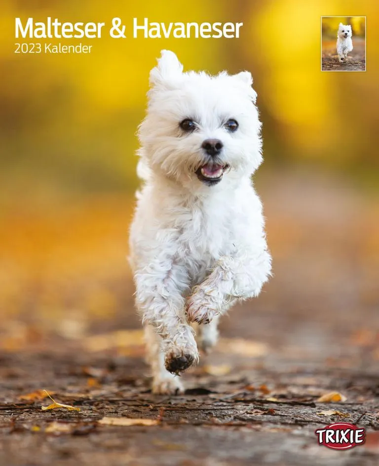 Kalender Malteser / Havaneser